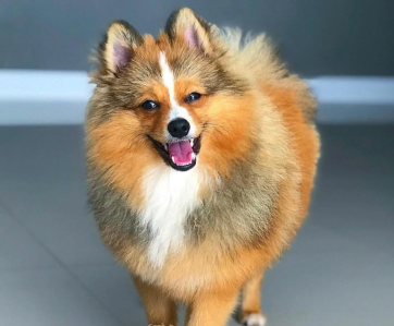 Cachorro: Lulu da Pomerânia